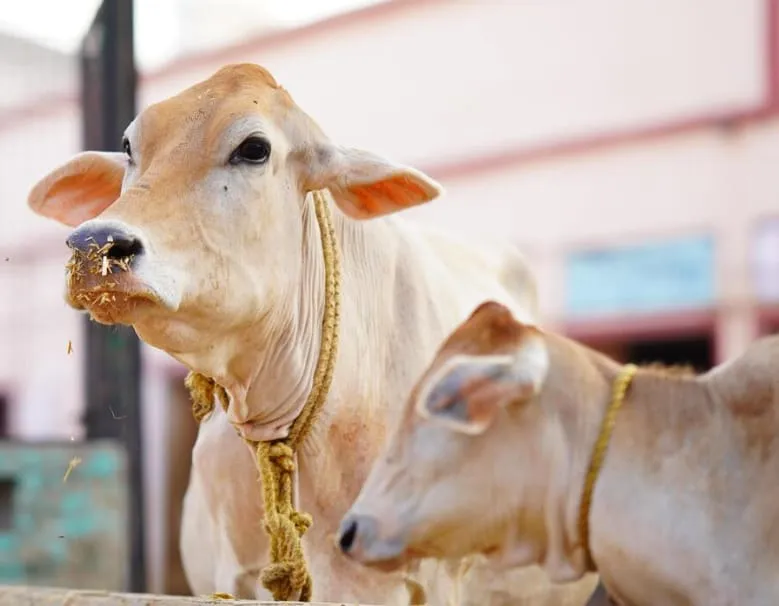 Gaushala — caring for rescued cattle